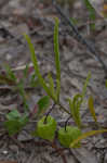 Coastal groundcherry